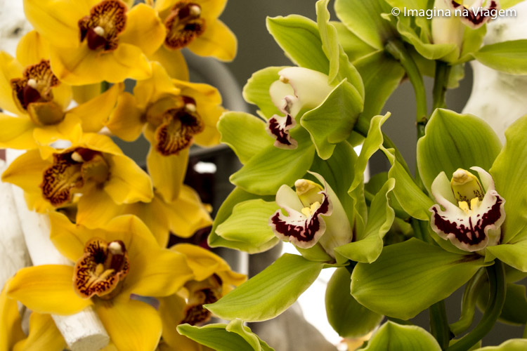 Keukenhof © Imagina na Viagem
