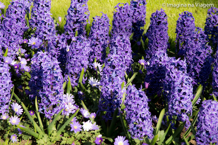 Keukenhof © Imagina na Viagem
