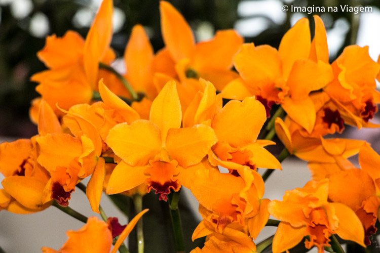 Keukenhof © Imagina na Viagem