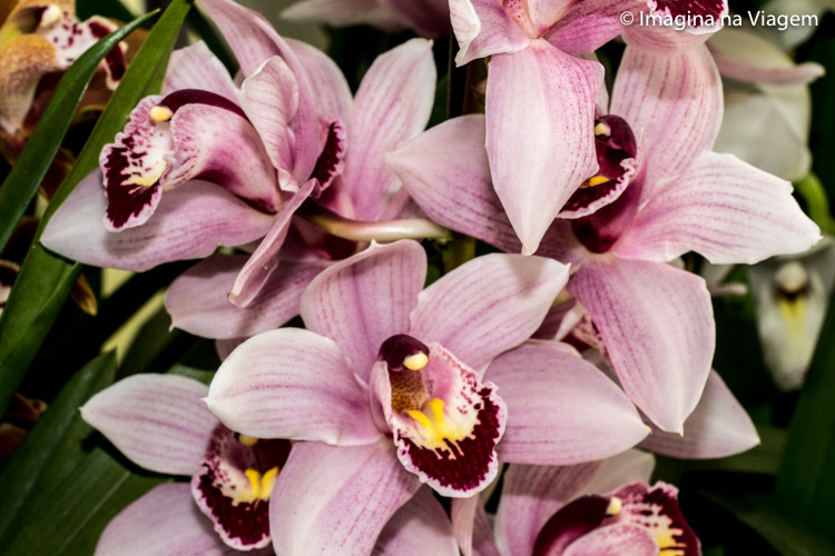 Keukenhof © Imagina na Viagem