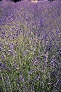 Museu da Lavanda - Provence © Imagina na Viagem