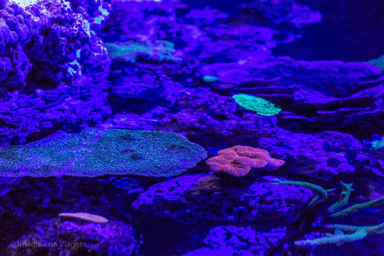 Museu Oceanográfico de Mônaco © Imagina na Viagem