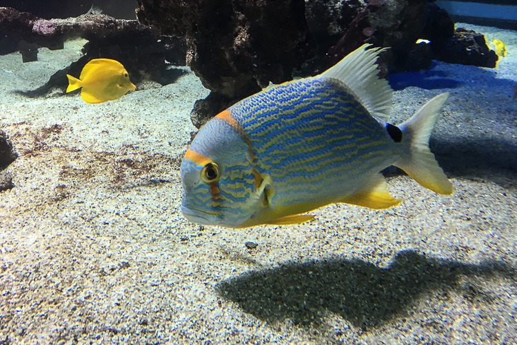 Museu Oceanográfico de Mônaco © Imagina na Viagem