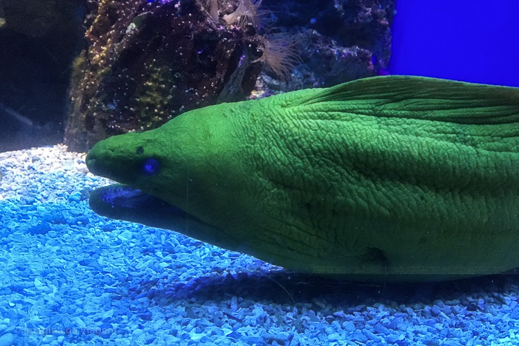 Museu Oceanográfico de Mônaco © Imagina na Viagem