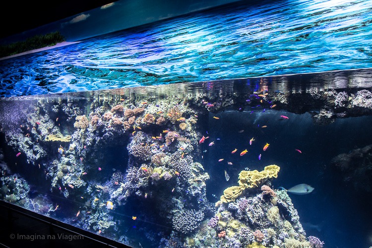 Museu Oceanográfico de Mônaco © Imagina na Viagem