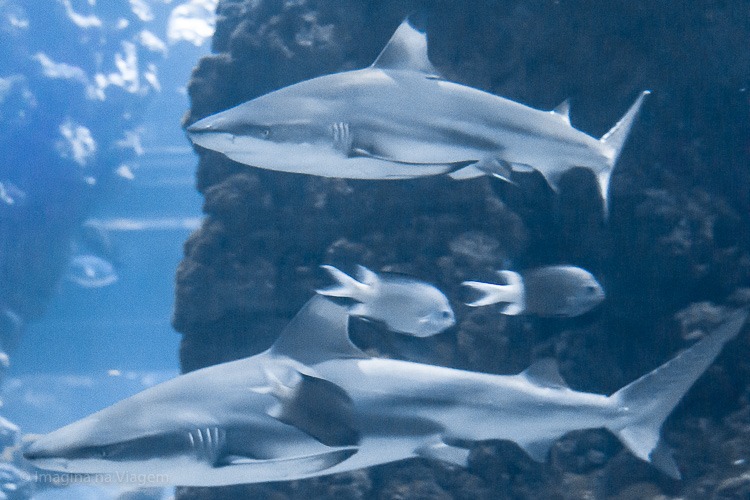 Museu Oceanográfico de Mônaco © Imagina na Viagem