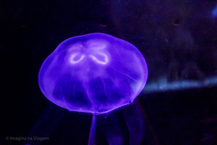 Museu Oceanográfico de Mônaco © Imagina na Viagem