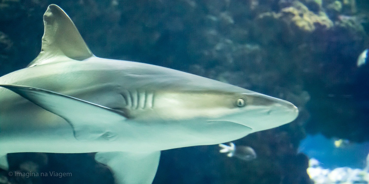 Museu Oceanográfico de Mônaco © Imagina na Viagem