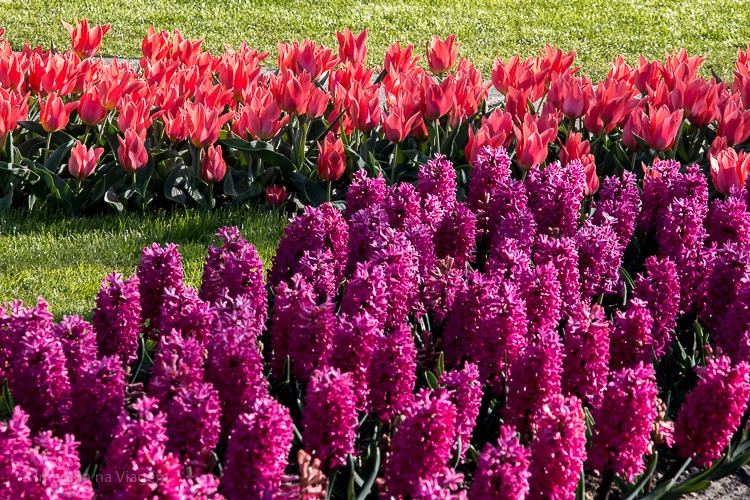 Keukenhof 2018 © Imagina na Viagem