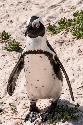 Boulders Beach - a praia dos pinguins em Cape Town. © Imagina na Viagem