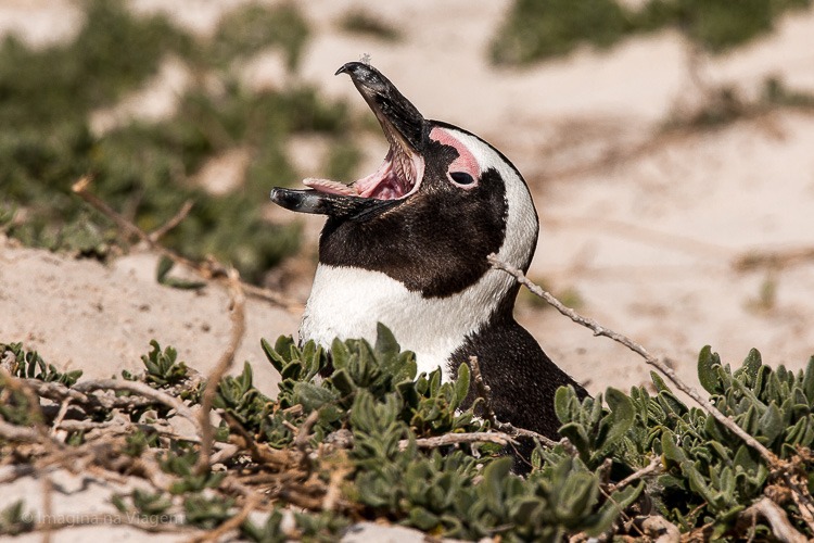 Boulders Beach - a praia dos pinguins em Cape Town. © Imagina na Viagem