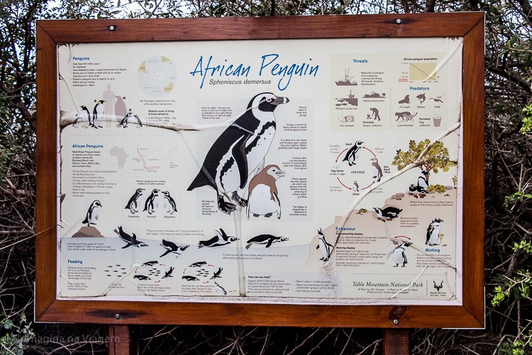 Boulders Beach - a "praia dos pinguins" em Cape Town. © Imagina na Viagem