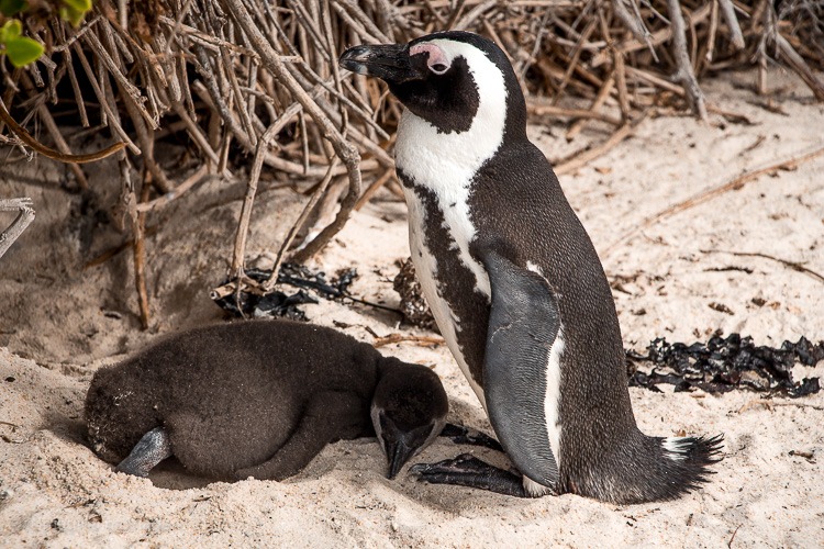 Boulders Beach - a "praia dos pinguins" em Cape Town. © Imagina na Viagem