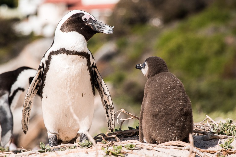 Boulders Beach - a praia dos pinguins em Cape Town. © Imagina na Viagem