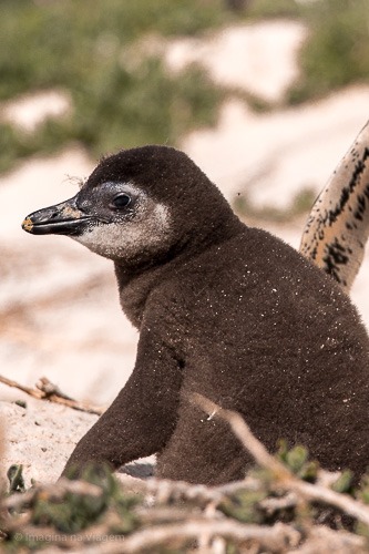 Boulders Beach - a "praia dos pinguins" em Cape Town. © Imagina na Viagem