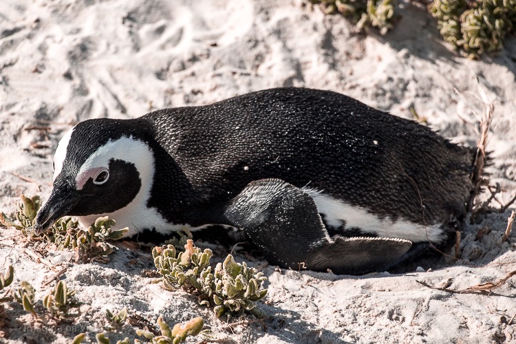 Boulders Beach - a "praia dos pinguins" em Cape Town. © Imagina na Viagem