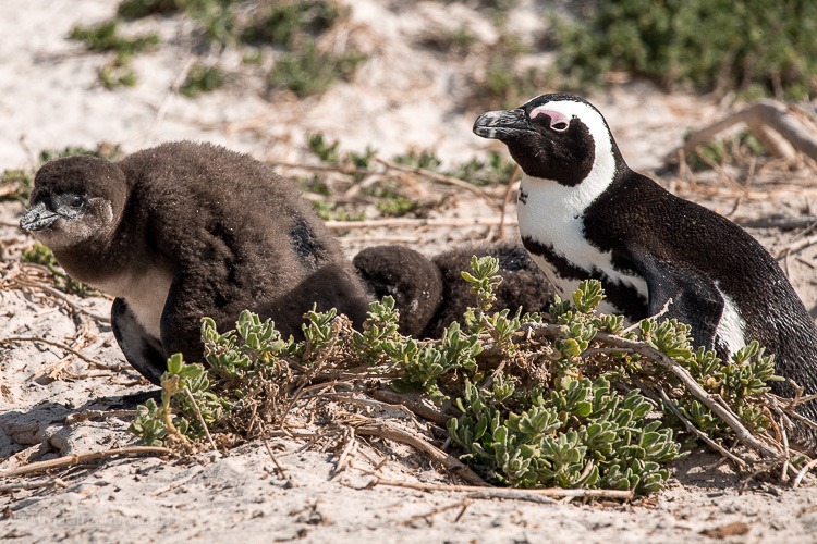 Boulders Beach - a "praia dos pinguins" em Cape Town. © Imagina na Viagem