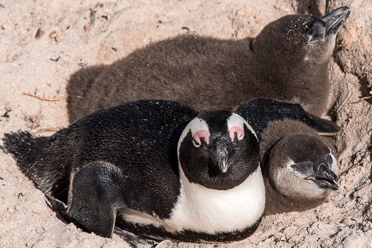 Boulders Beach - a "praia dos pinguins" em Cape Town. © Imagina na Viagem