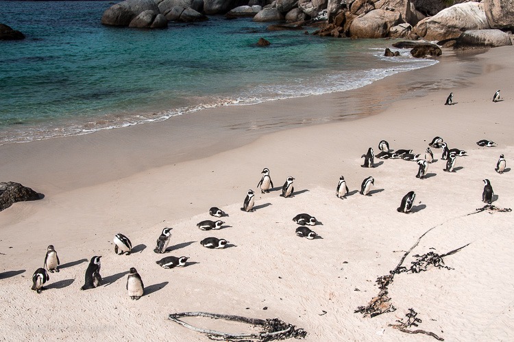 Boulders Beach - a "praia dos pinguins" em Cape Town. © Imagina na Viagem