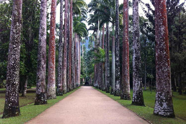 Aleia de palmeiras-imperiais no Jardim Botânico do Rio de Janeiro