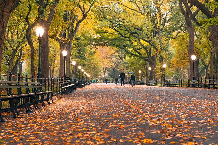 A fall foliage ocorre quando as folhas, já secas, caem das árvores, cobrindo o chão de amarelo - outono em Nova York
